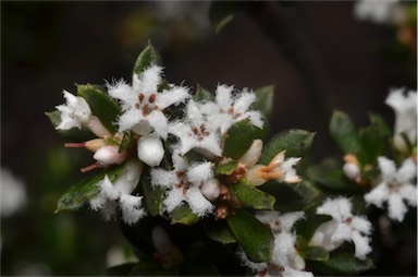 APII jpeg image of Leucopogon ericoides  © contact APII