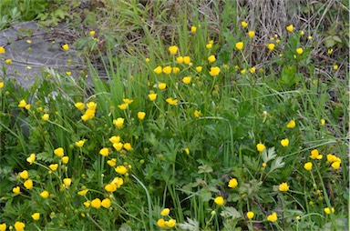 APII jpeg image of Ranunculus lappaceus  © contact APII