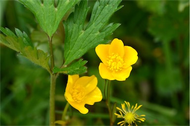 APII jpeg image of Ranunculus lappaceus  © contact APII