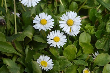 APII jpeg image of Bellis perennis  © contact APII