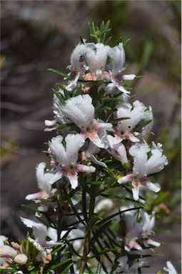 APII jpeg image of Westringia angustifolia  © contact APII