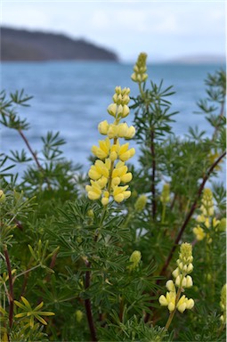 APII jpeg image of Lupinus arboreus  © contact APII