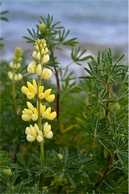 APII jpeg image of Lupinus arboreus  © contact APII