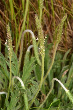 APII jpeg image of Plantago coronopus subsp. coronopus  © contact APII