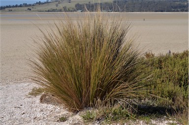 APII jpeg image of Austrostipa stipoides  © contact APII