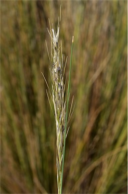 APII jpeg image of Austrostipa stipoides  © contact APII