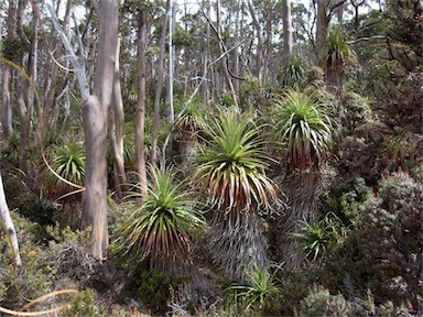 APII jpeg image of Richea pandanifolia  © contact APII