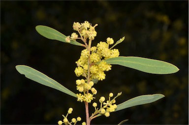 APII jpeg image of Acacia rubida  © contact APII