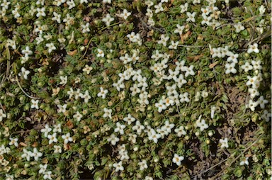 APII jpeg image of Pimelea pygmaea  © contact APII