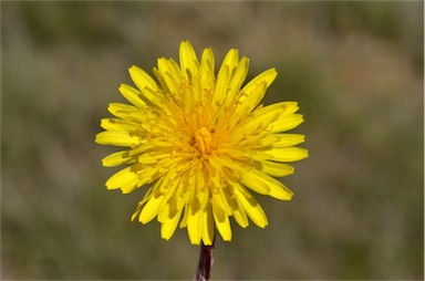 APII jpeg image of Taraxacum aristum  © contact APII