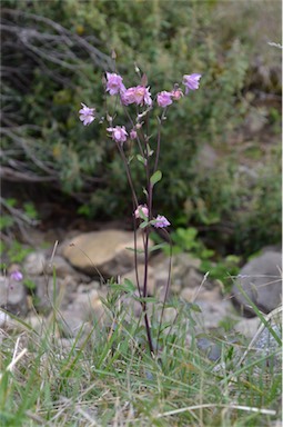 APII jpeg image of Aquilegia vulgaris  © contact APII