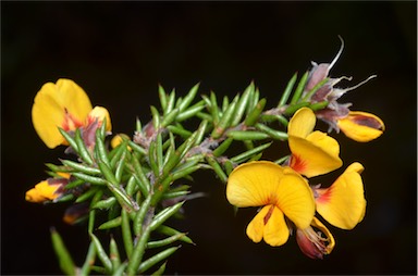 APII jpeg image of Pultenaea juniperina  © contact APII