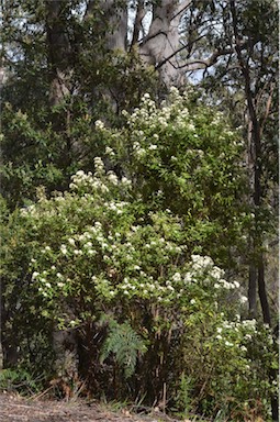 APII jpeg image of Olearia lirata  © contact APII