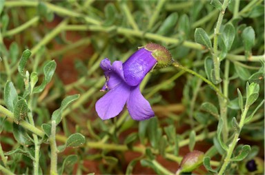 APII jpeg image of Eremophila macdonnellii  © contact APII