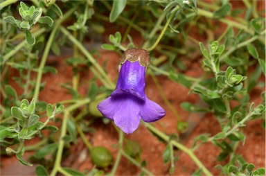 APII jpeg image of Eremophila macdonnellii  © contact APII