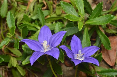 APII jpeg image of Wahlenbergia gloriosa  © contact APII