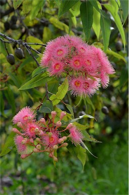 APII jpeg image of Corymbia 'Summer Beauty'  © contact APII