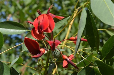 APII jpeg image of Erythrina crista-galli  © contact APII