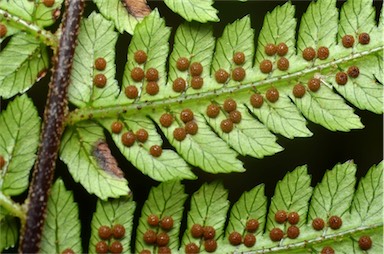 APII jpeg image of Cyathea robertsiana  © contact APII