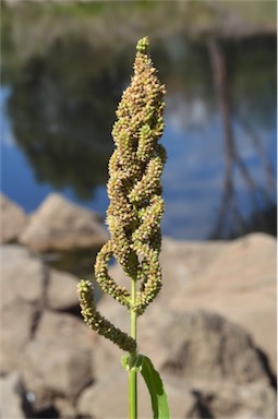 APII jpeg image of Echinochloa esculenta  © contact APII