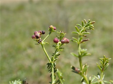 APII jpeg image of Asperula conferta  © contact APII