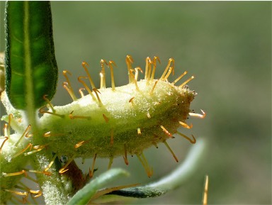 APII jpeg image of Xanthium spinosum  © contact APII