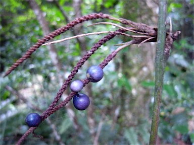 APII jpeg image of Gymnostachys anceps  © contact APII