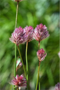 APII jpeg image of Ptilotus drummondii  © contact APII