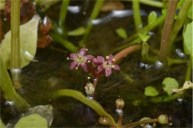 APII jpeg image of Lilaeopsis polyantha  © contact APII