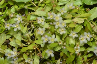 APII jpeg image of Glossostigma elatinoides  © contact APII