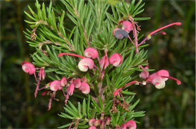 APII jpeg image of Grevillea 'Nancy Otzen'  © contact APII