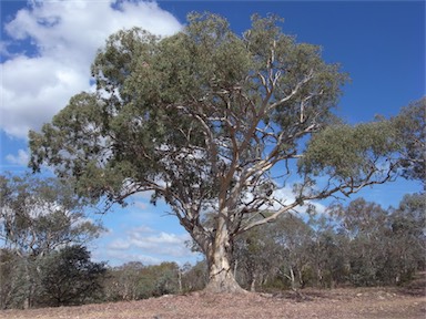 APII jpeg image of Eucalyptus polyanthemos  © contact APII