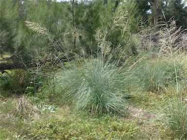 APII jpeg image of Eragrostis curvula  © contact APII