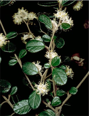 APII jpeg image of Pomaderris betulina subsp. actensis  © contact APII