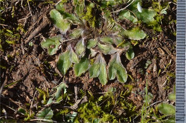 APII jpeg image of Riccia spongiosula  © contact APII