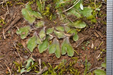 APII jpeg image of Riccia spongiosula  © contact APII