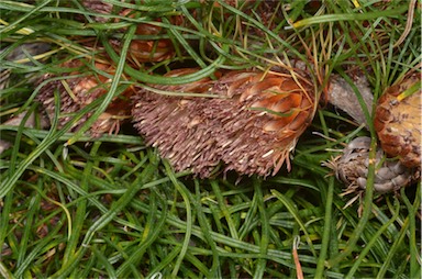 APII jpeg image of Banksia tenuis var. reptans  © contact APII