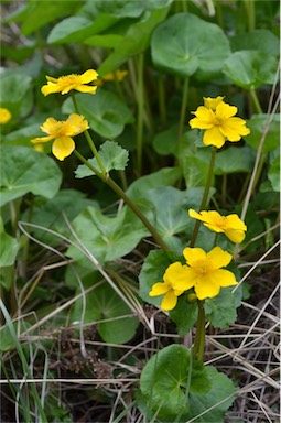 APII jpeg image of Caltha palustris  © contact APII