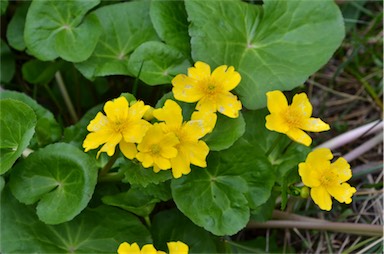 APII jpeg image of Caltha palustris  © contact APII