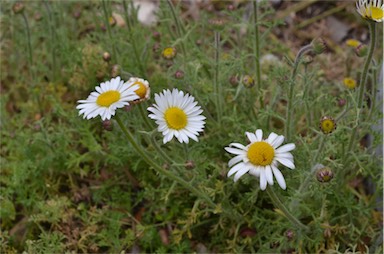 APII jpeg image of Brachyscome diversifolia var. maritima  © contact APII