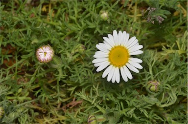 APII jpeg image of Brachyscome diversifolia var. maritima  © contact APII