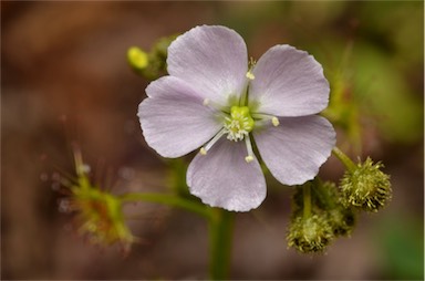 APII jpeg image of Drosera peltata  © contact APII