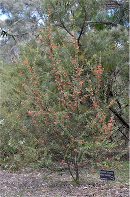 APII jpeg image of Grevillea tripartita subsp. macrostylis  © contact APII