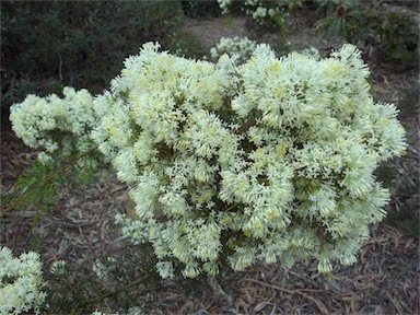 APII jpeg image of Hakea lissocarpha  © contact APII