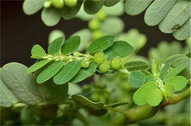 APII jpeg image of Phyllanthus tenellus  © contact APII