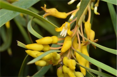 APII jpeg image of Persoonia falcata  © contact APII