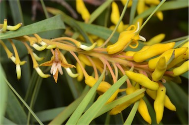 APII jpeg image of Persoonia falcata  © contact APII