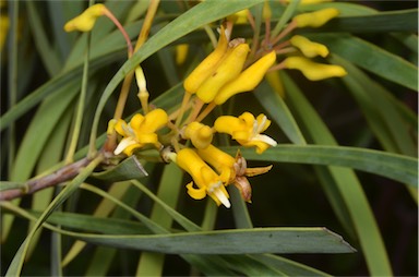 APII jpeg image of Persoonia falcata  © contact APII