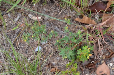 APII jpeg image of Stylosanthes scabra  © contact APII