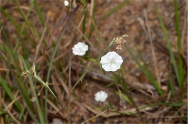 APII jpeg image of Evolvulus alsinoides var. decumbens  © contact APII